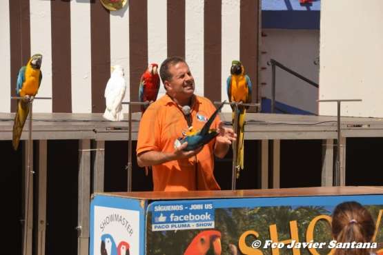 Espectáculo de aves exóticas de Paco Pluma en El Caracol (Foto Francisco Javier Santana)